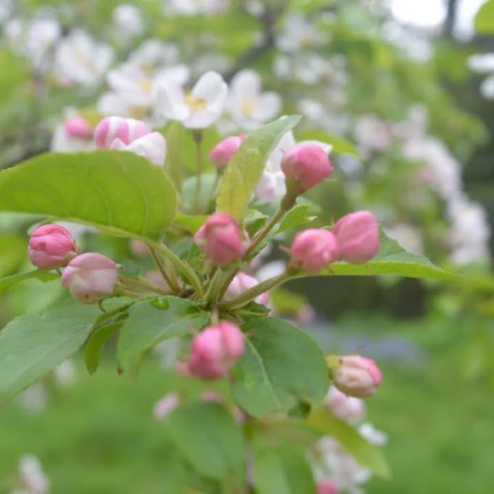 Holmwood Coach House